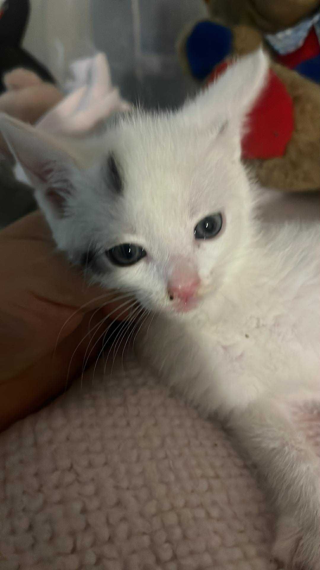 Śliczne kotki do adopcji