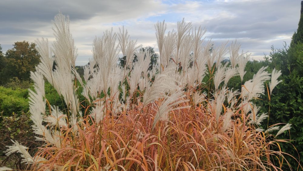 Miskant chiński Ballerina z kępki