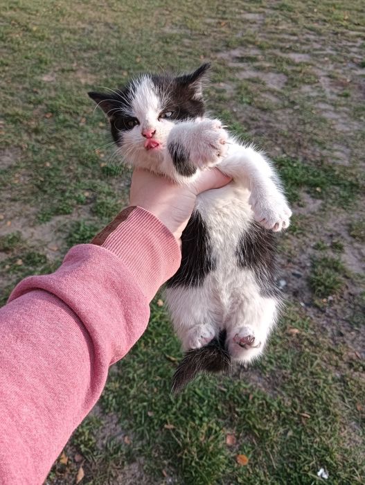 Pilne mam do oddania kotkę w dobre rence