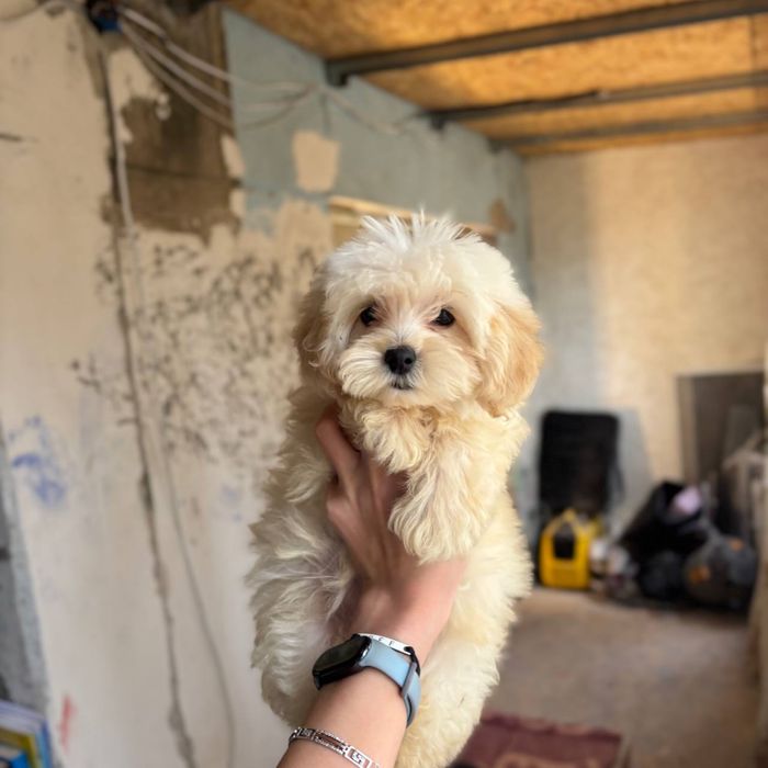 мини мальчика Мальтипу — элитный малыш шоу-класса!