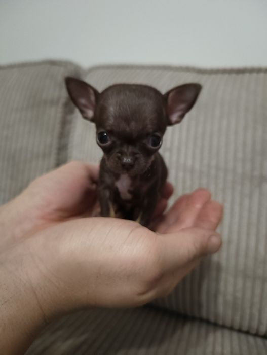Chihuahua suczka szczeniaczek Mini