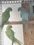 Ringnecks de Março 2025