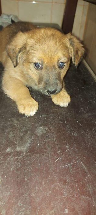 Отдаём дворняжек в хорошие руки