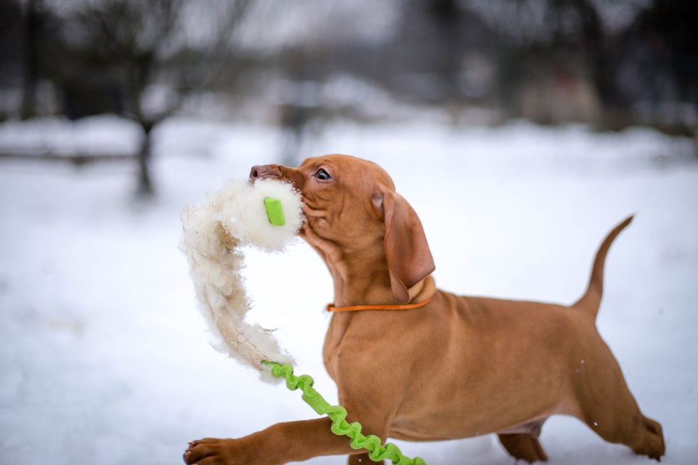 Wyżeł węgierski, vizsla, szczenię, samiec