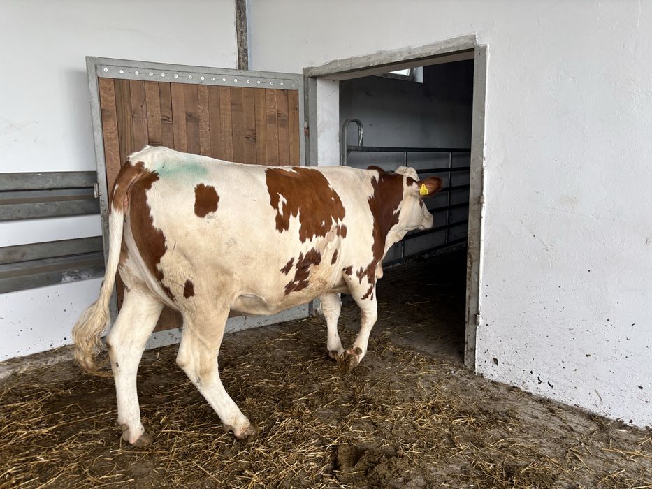 Pierwiastki krowy jałówki cielne Simental SM SIM Simmental