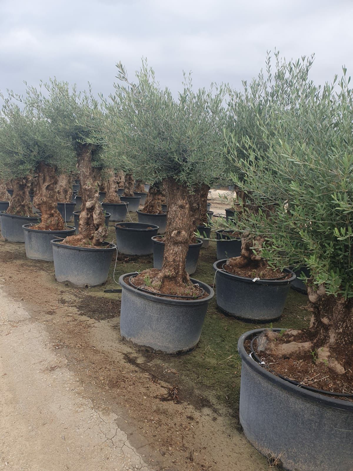 Drzewo oliwne oliwka potężna 360lat. Bonsai Niwaki sosna Szmaragd