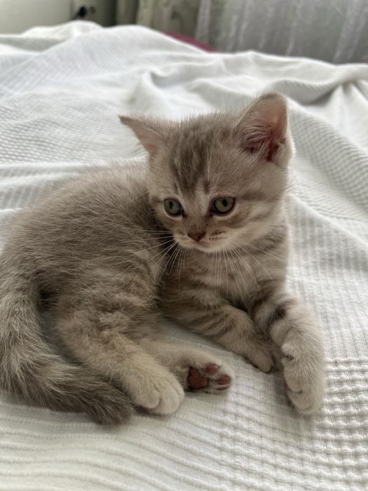 Хлопчик Шотландське прямовухе кошеня