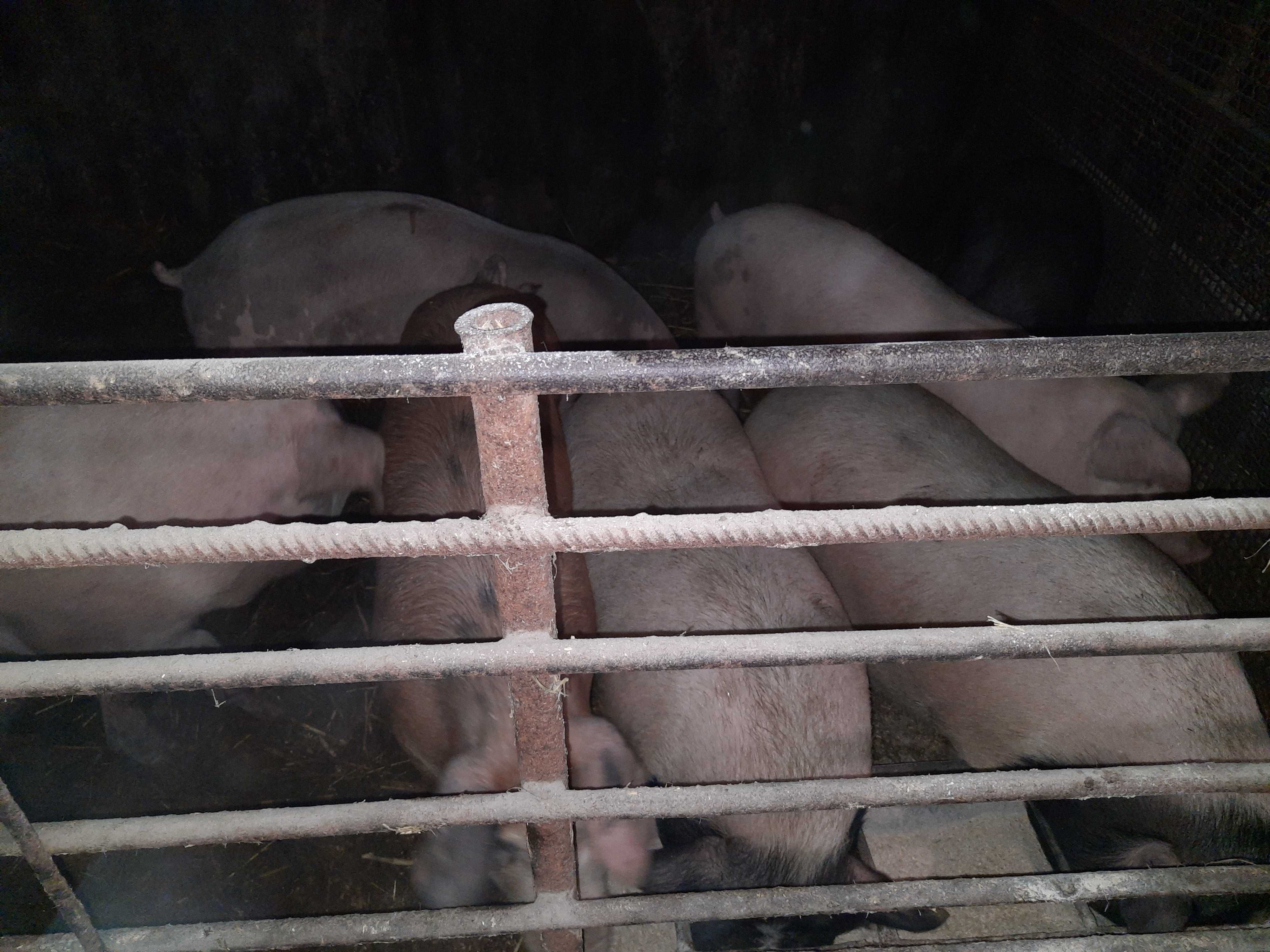 продам свиней вьетнамских   и белых в круговую