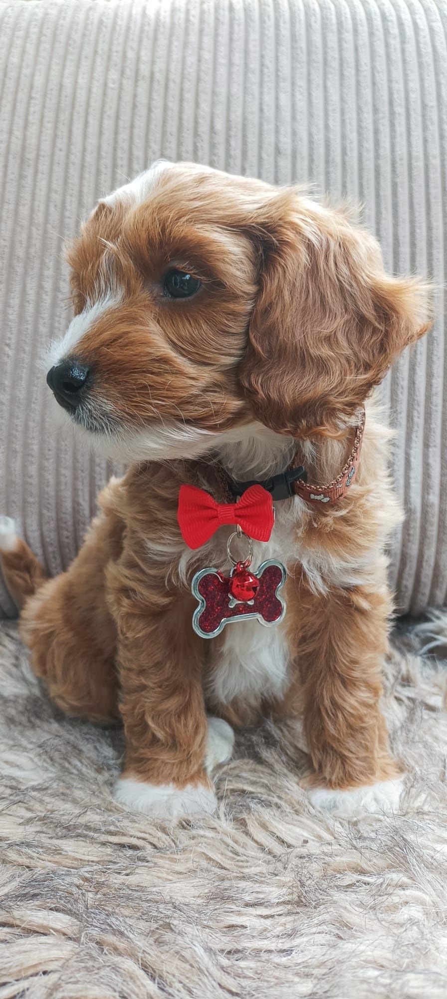 Cavapoo F1B Cavapoo&Pudel Miniaturowy