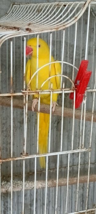 Ave Ring Neck Fêmea