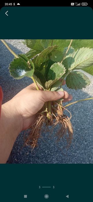 Sadzonki truskawek 6 odmian