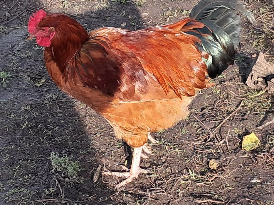 Koguty młode wyandotte rosa