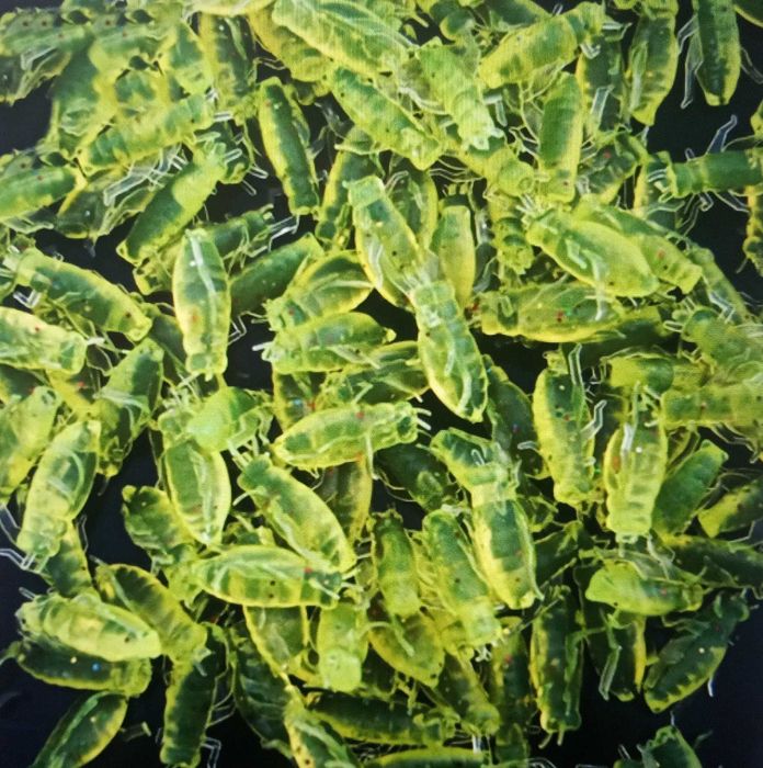 Krewetki i żuki sylikonowe