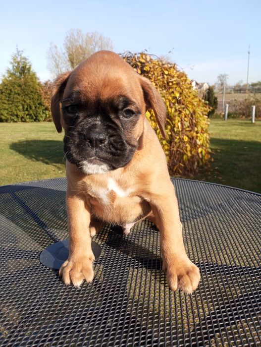 Bokser szczeniak pies