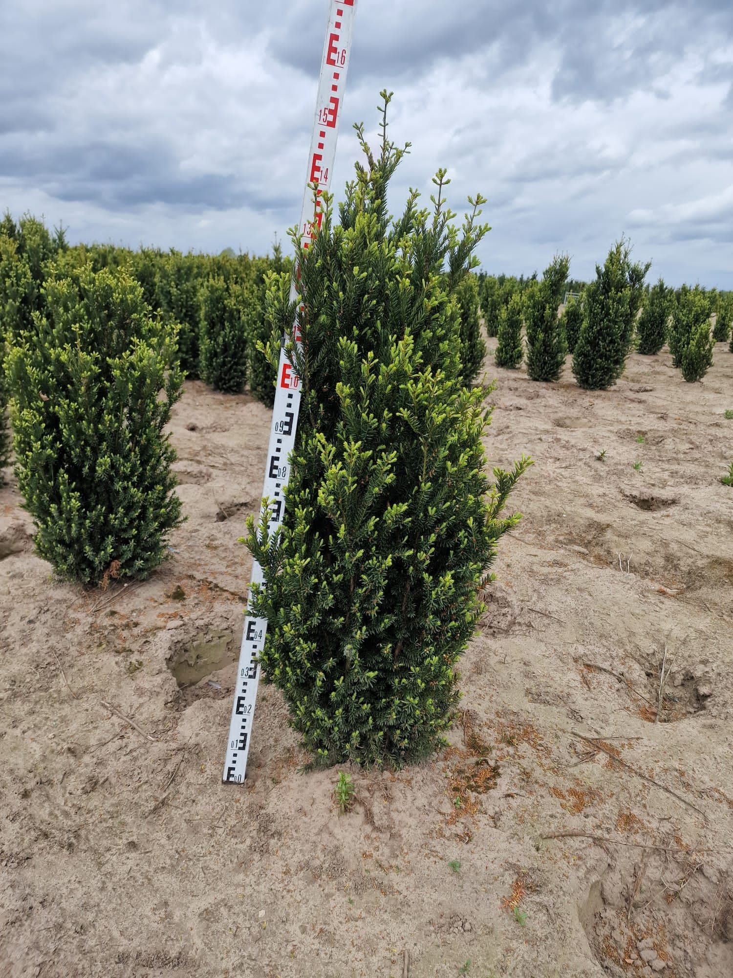 Cis hilli 110-125cm   donica grubyKatalpy klon laurowiśnia  szmaragd
