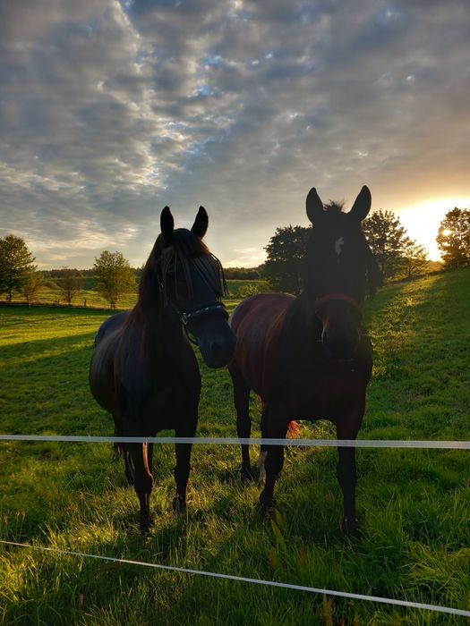 Klacz Śląska z licencją