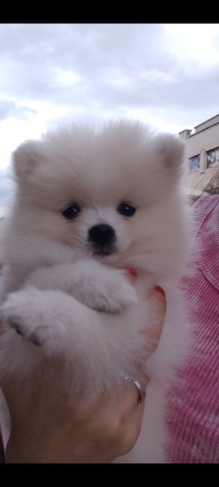 Очаровательные Щенки померанский шпиц