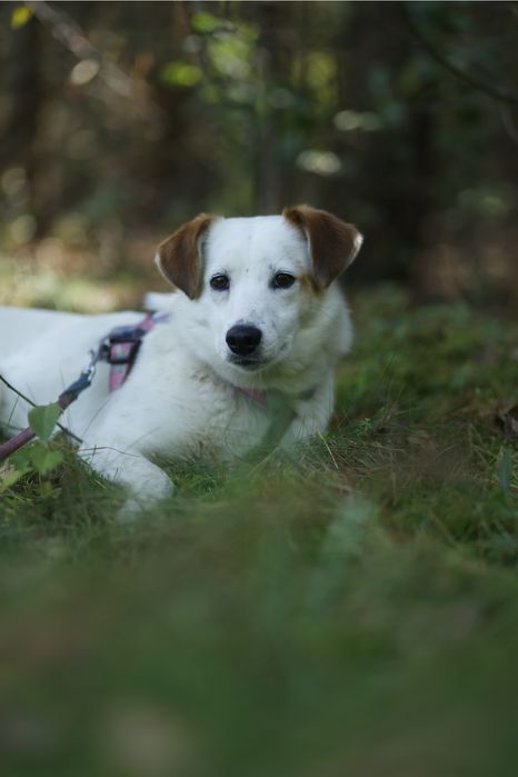 Delikatna piękność czyli Kimczi poleca się do adopcji