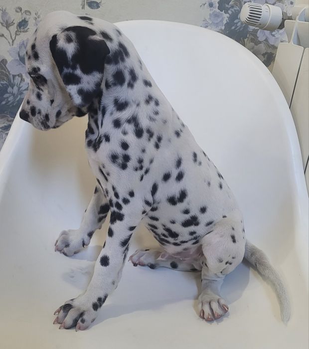 Dálmata macho 2 meses