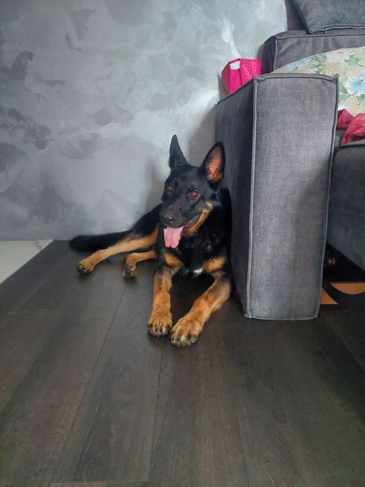 Немецкая овчарка для вязки.