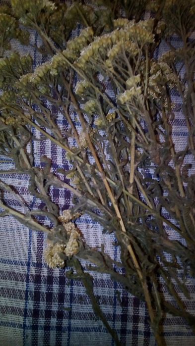 Лікарські рослини