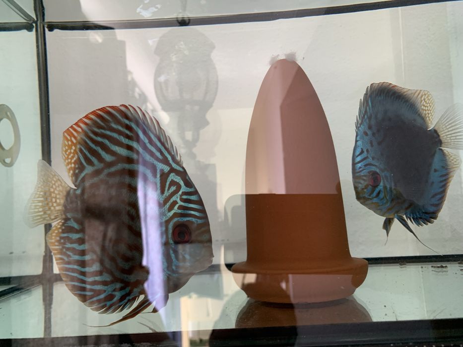 Vendo o meu casal fertil jovem/adulto de discus piwowarosky