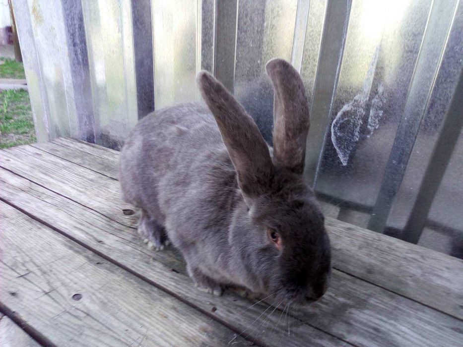 Кролики голубой строкач