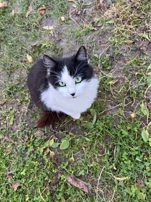 Віддам в добрі руки! Стерилізована, 9 місяців