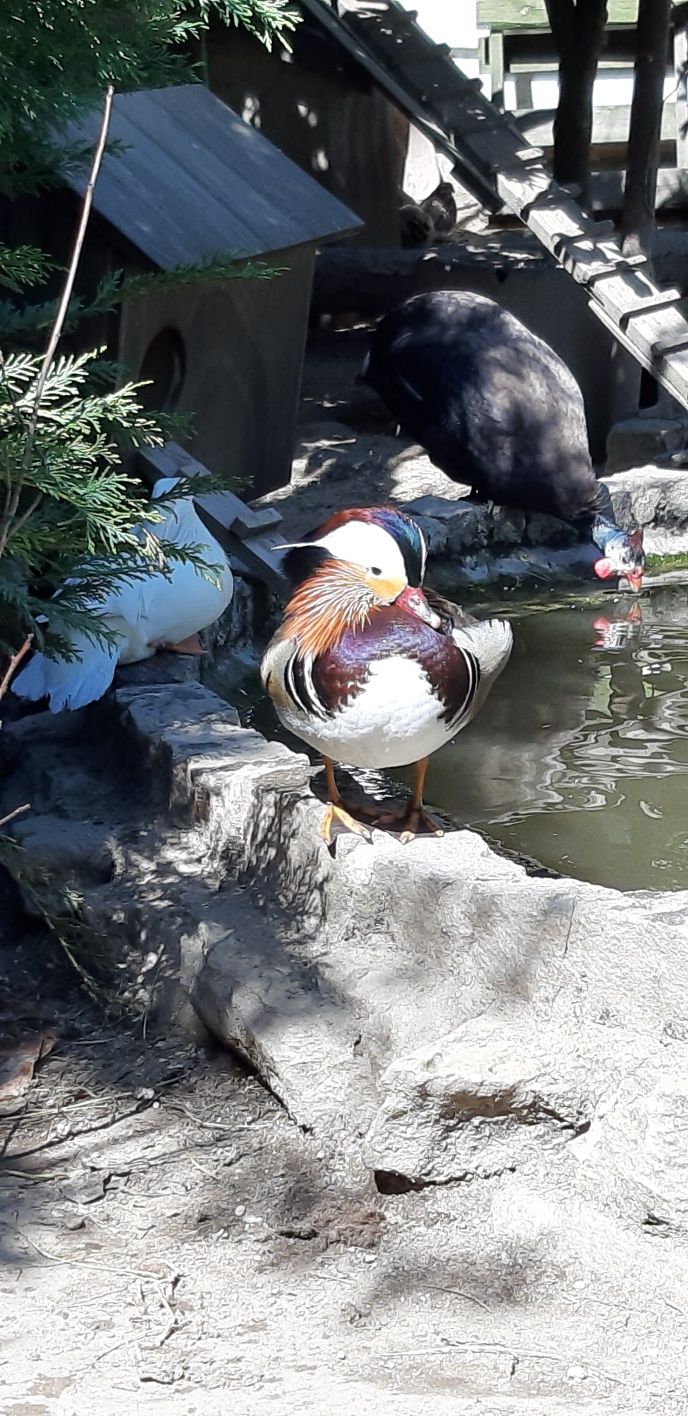 Patos Disponíveis