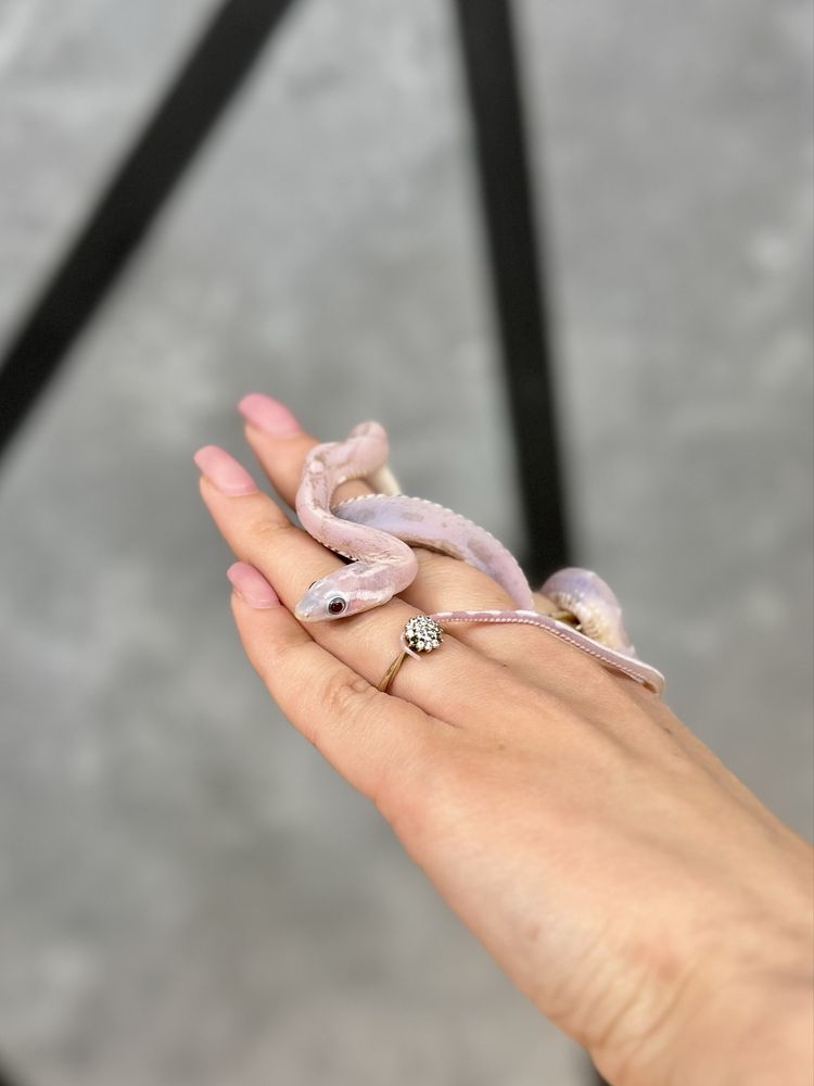 wąż zbożowy odmiany ultramel anery motley scaleless poss red