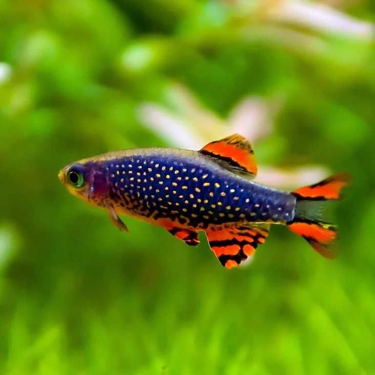 Danio perłowy - Danio margaritatus - Microrasbora galaxy - Razbora