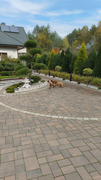 Pudel Red Miniaturowy urocze maleństwo