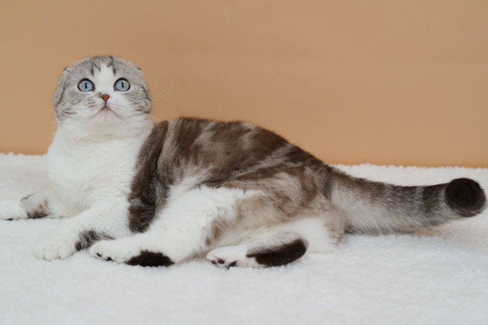 Гарна вісловуха киця в пошуку родини.