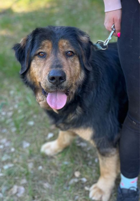 Klusia wyrzucona w lesie po latach stróżowania - adoptuj, uratuj