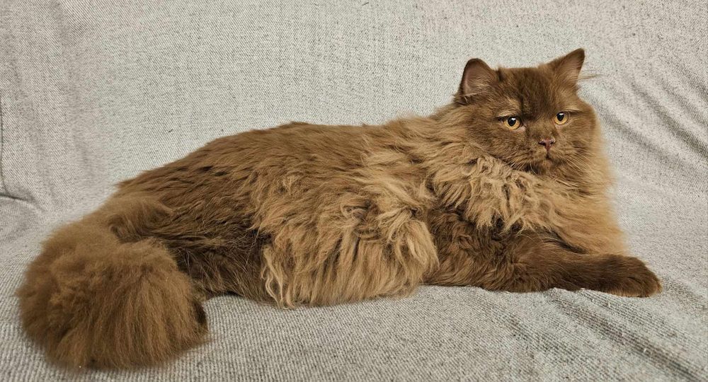 Besia - kotka brytyjska długowłosa