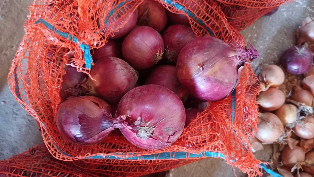 Cebulę cebulę sprzedam
