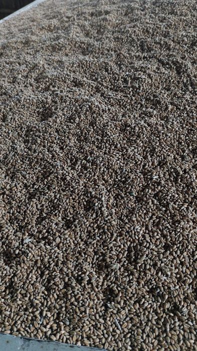 Sprzedam pszenice zimową