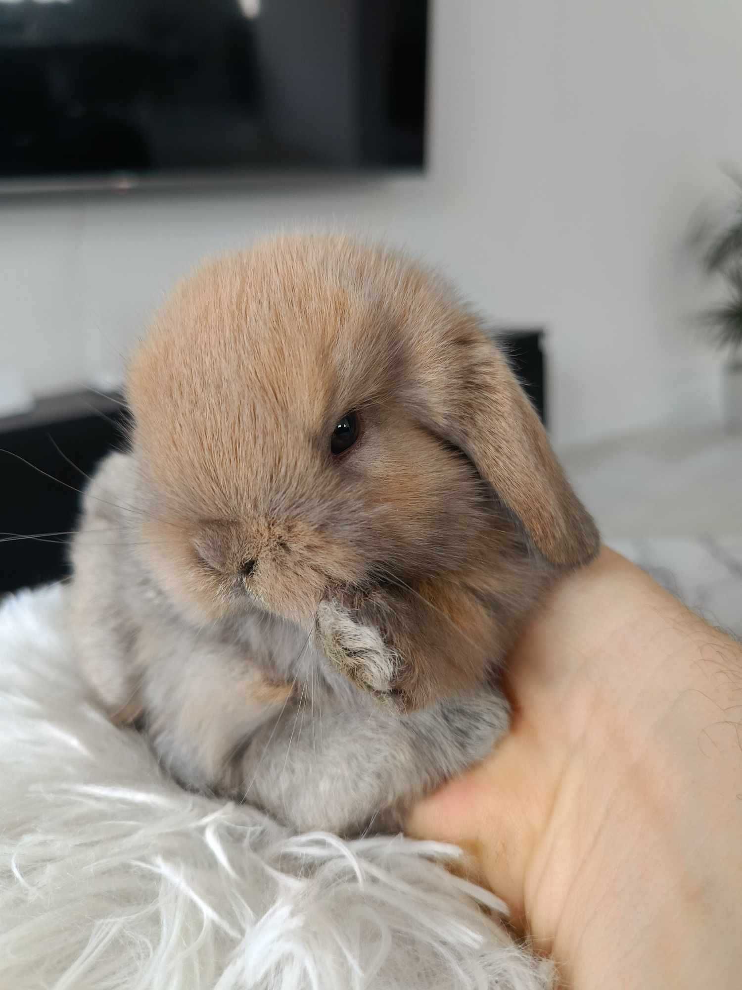 Mini lop karzełek Teddy hodowla zarejestrowana