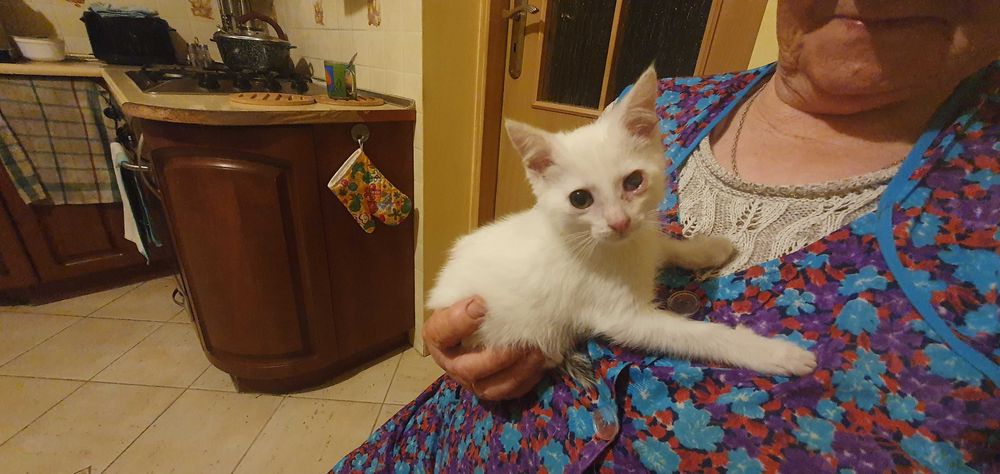 Kotki białe do adopcji