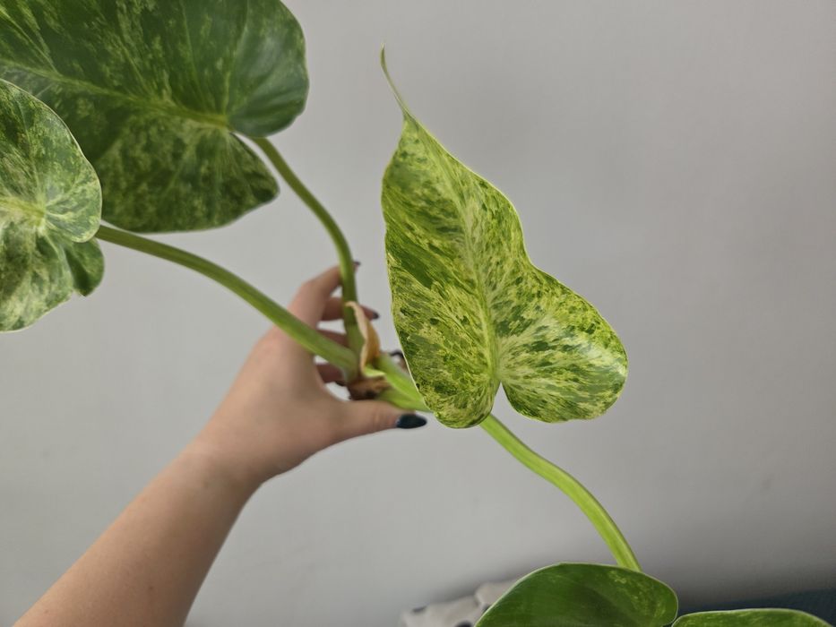 Philodendron Giganteum Variegata