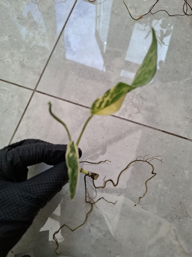 Syngonium Three Kings, epipremnum pinatum variegata.