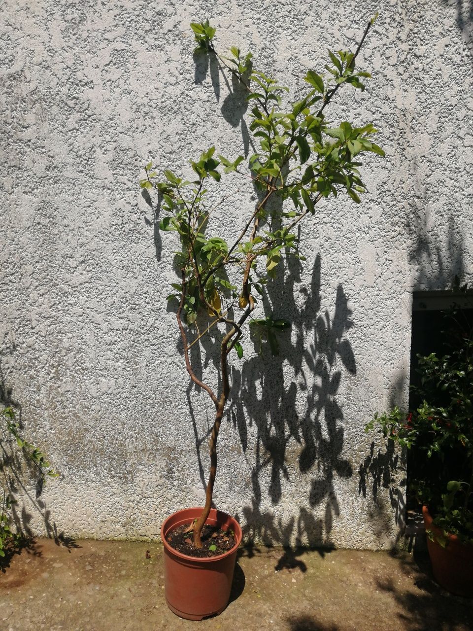 Planta da goiaba de vários tamanhos e valores