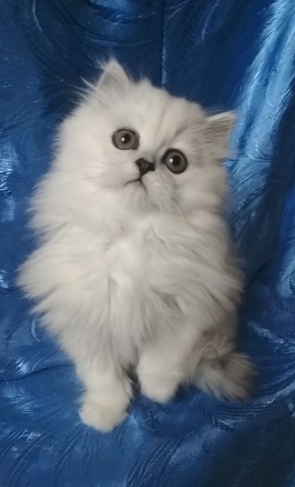 Серебристый белый пепельный шиншилла highland мальчик