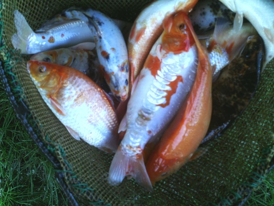 karpie koi, karasie kolorowe ozdobne i inne ryby