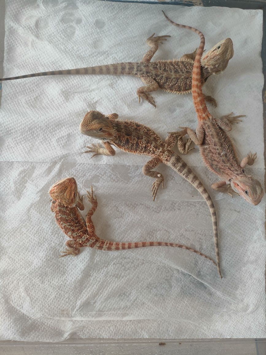 Agama Brodata- Pogona vitticeps
Pogona vitticeps