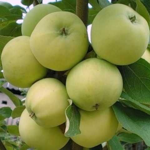 Саджанці яблунь різного сорту, з розвиненою кореневою. Опт та Роздріб.