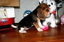 Przepiękna suczka Beagle TRICOLOR pierwszy miot z domu