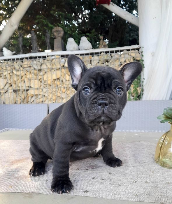 Buldog francuski z rodowodem