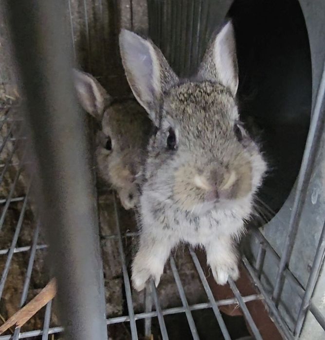 Coelhos novos Boa raça