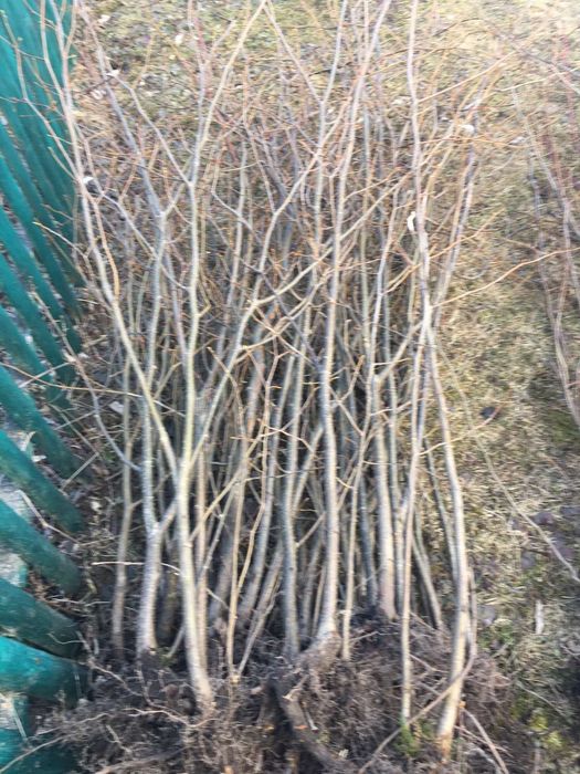 Саженцы липа клен рябина ясень дуб бук береза граб. Опт, розница